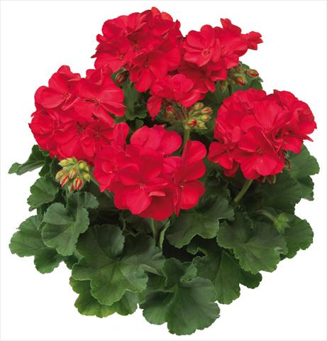 Foto fiore da  Vaso Pelargonium interspec. Calliope™ Scarlet