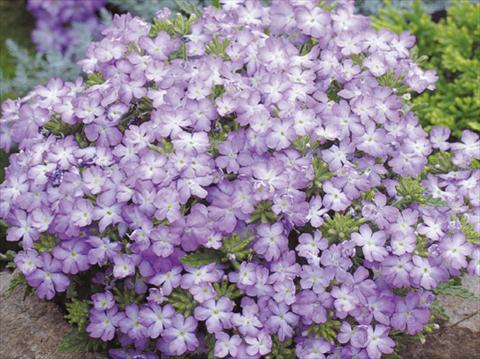 Foto fiore da  Vaso, balcone, basket Verbena hybrida Tuscany™ Lavender Picotee