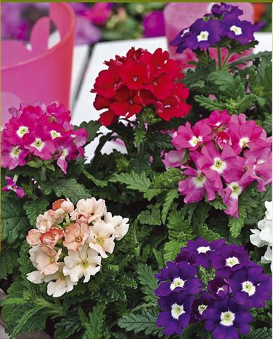 Foto fiore da  Vaso, balcone, basket Verbena hybrida Tuscany™ Mixture