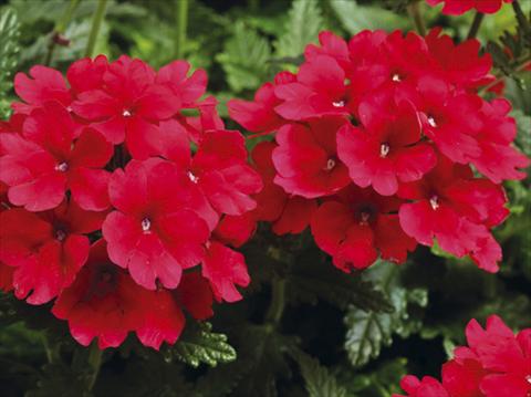 Foto fiore da  Vaso, balcone, basket Verbena hybrida Tuscany™ Scarlet