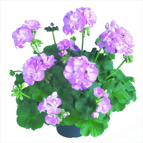 Foto fiore da  Vaso Pelargonium zonale RED FOX Survivor Light Lavender