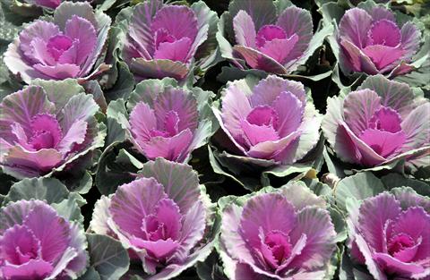 Foto fiore da  Vaso e aiola Brassica oleracea Liscia Rosa