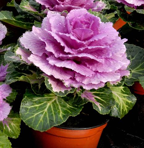 Foto fiore da  Vaso e aiola Brassica oleracea Ondulata Rosa