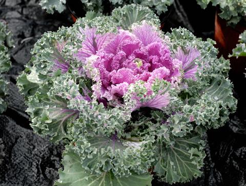 Foto fiore da  Vaso e aiola Brassica oleracea Riccia Rosa