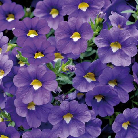 Foto fiore da  Vaso, balcone, basket Calibrachoa Sweet Bells® Blu