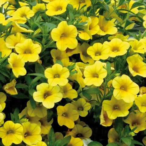 Foto fiore da  Vaso, balcone, basket Calibrachoa Sweet Bells® Giallo