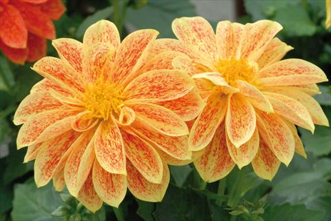 photo of flower to be used as: Pot and bedding Dahlia Royal® Dahlietta Giallo Splash