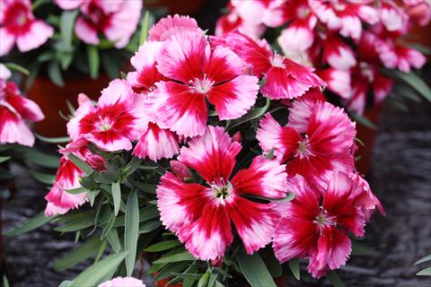 Foto fiore da  Vaso e aiola Dianthus chinensis Parfait Crimson Eye