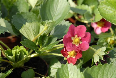 Foto fiore da  Vaso e aiola Fragaria Fragola rifiorente a fiore rosso