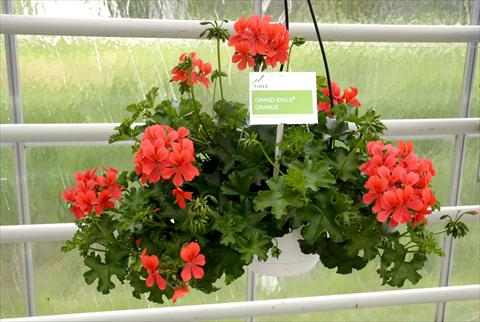 Foto fiore da  Vaso, balcone, basket Pelargonium peltatum Grand Idols® Orange