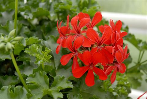 Foto fiore da  Vaso, balcone, basket Pelargonium peltatum Grand Idols® Red