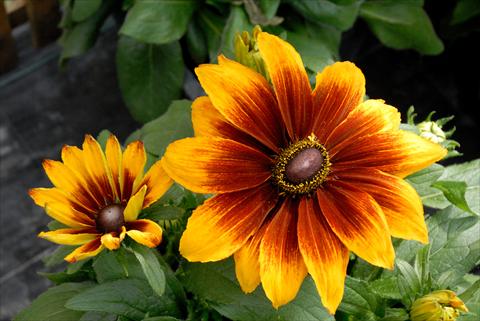 Foto fiore da  Vaso e aiola Rudbeckia hirta Giallo