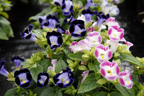 Foto fiore da  Vaso, balcone, basket Torenia Mix