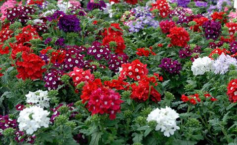 photo of flower to be used as: Pot, patio, basket Verbena hybrida Mix