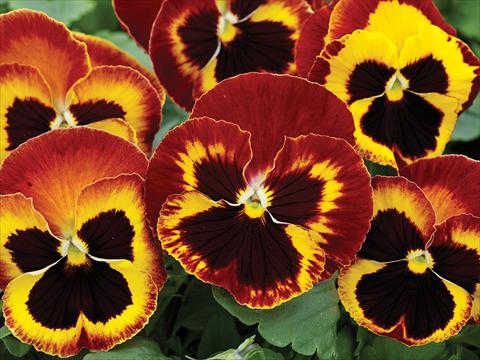 photo of flower to be used as: Pot and bedding Viola wittrockiana Mammoth On Fire