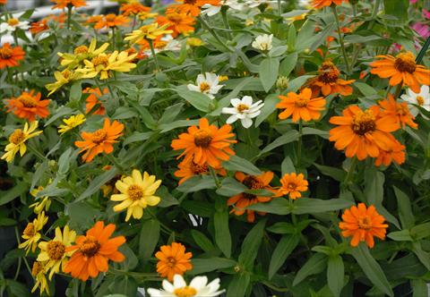 Foto fiore da  Vaso e aiola Zinnia interspecifica Profusion Mix