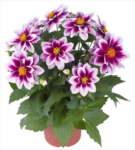 photo of flower to be used as: Pot and bedding Dahlia Florida