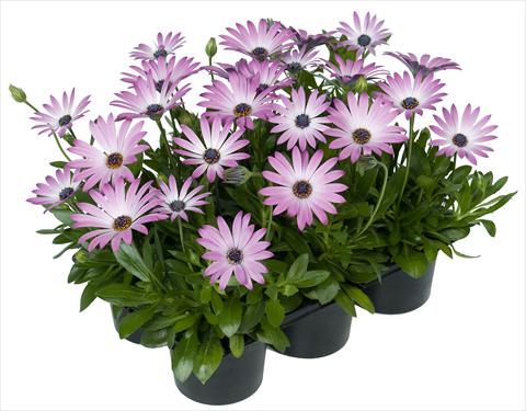 Foto fiore da  Vaso e aiola Osteospermum Margarita Nano® Light Pink