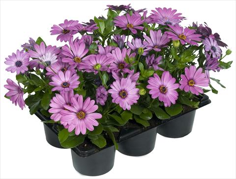 Foto fiore da  Vaso e aiola Osteospermum Margarita Nano® Pink