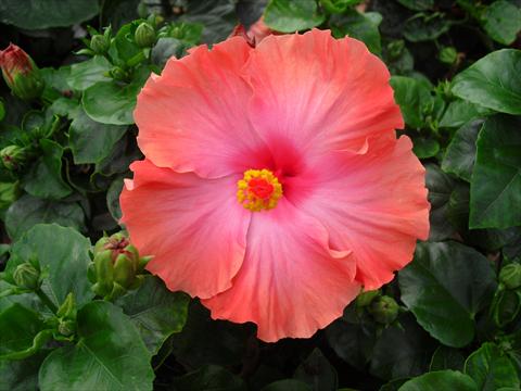 Foto fiore da  Vaso e aiola Hibiscus rosa-sinensis Caramella