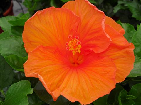 Foto fiore da  Vaso e aiola Hibiscus rosa-sinensis Carrera