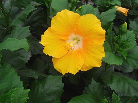 Foto fiore da  Vaso e aiola Hibiscus rosa-sinensis Solero