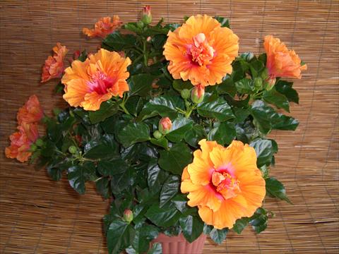 Foto fiore da  Vaso e aiola Hibiscus rosa-sinensis Targa