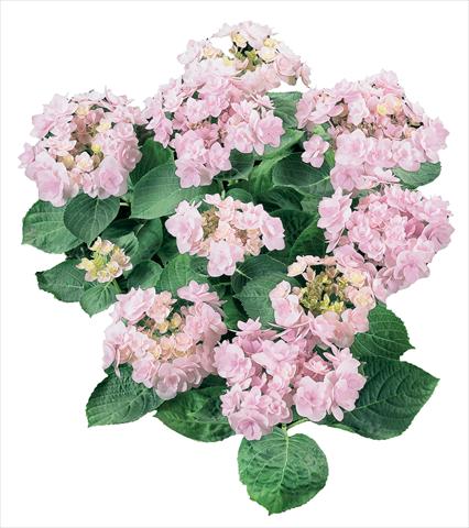 Foto fiore da  Vaso e aiola Hydrangea macrophylla YOU&ME Forever Youmeone Rosa