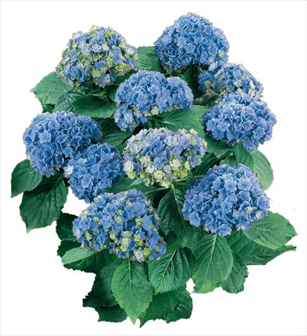 Foto fiore da  Vaso e aiola Hydrangea macrophylla YOU&ME Together Youmefive Blu