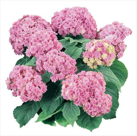 photo of flower to be used as: Pot and bedding Hydrangea macrophylla YOU&ME Together Youmefive Rosa