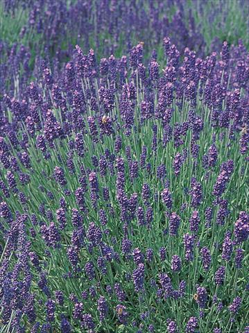 Foto fiore da  Vaso e aiola Lavandula angustifolia Hidcote Blue