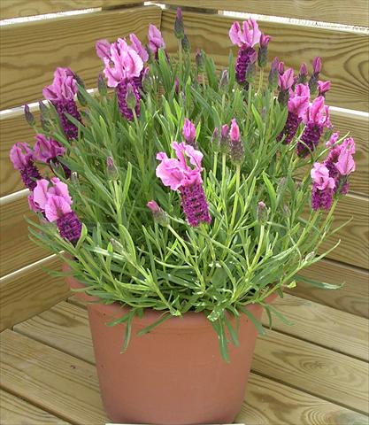 Foto fiore da  Vaso e aiola Lavandula stoechas Paradiso Dark Pink