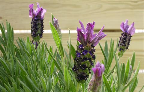 Foto fiore da  Vaso e aiola Lavandula stoechas Paradiso Purple