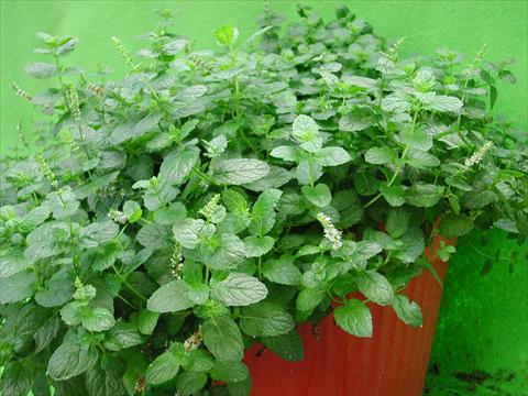 Foto fiore da  Vaso e aiola Mentha x piperita Maroccan