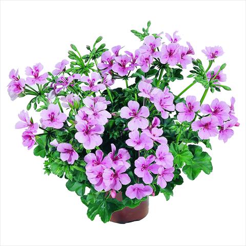 Foto fiore da  Basket o vaso Pelargonium peltatum RED FOX Belle Ville Pink