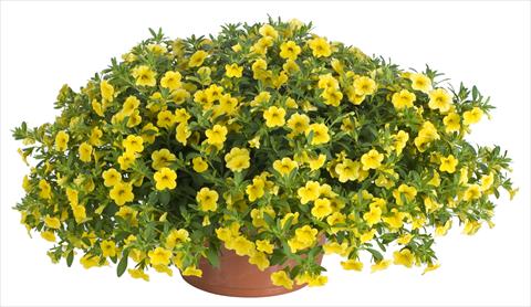 Foto fiore da  Vaso, balcone, basket Calibrachoa Lindura® Yellow