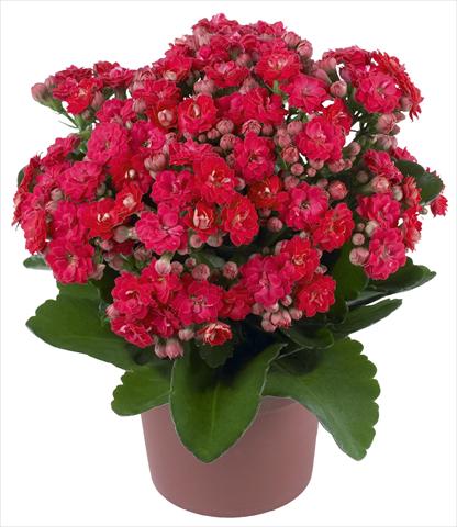 Foto fiore da  Vaso e aiola Kalanchoe Calandiva® Cher