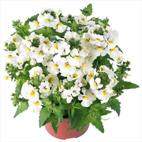 Foto fiore da  Vaso, balcone, basket Nemesia Angelart® Almond Improved