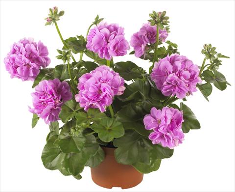 Foto fiore da  Vaso, balcone, basket Pelargonium peltatum Dancing Idols® Lavender Improved