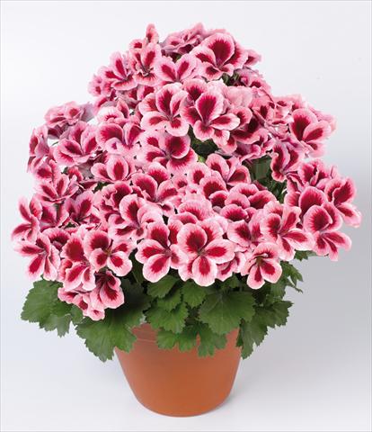 Foto fiore da  Vaso Pelargonium grandiflorum pac® Candy Flowers® Strawberry Cream