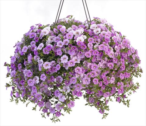 Foto fiore da  Vaso, balcone, basket Calibrachoa Caloha Silver Sky