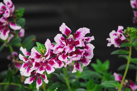 photo of flower to be used as: Pot Cuphea ilavea Vienco Lavender