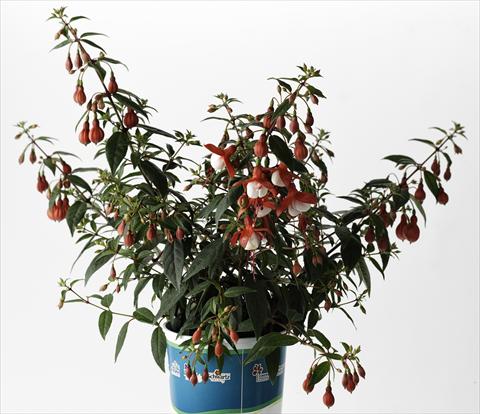 photo of flower to be used as: Pot Fuchsia Sunbeam Hot Pink White