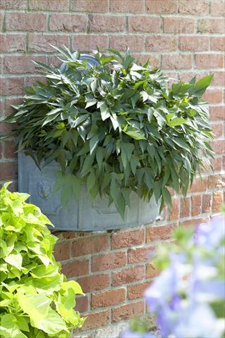 photo of flower to be used as: Pot and bedding Ipomea Autumn