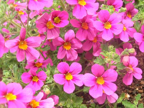 Foto fiore da  Vaso e aiola Bacopa (Sutera cordata) James Britannia Party Rose Imp