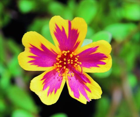 photo of flower to be used as: Pot, patio, basket Portulaca Duet Rose Imp