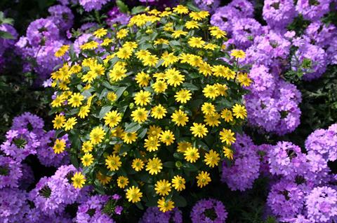 Foto fiore da  Vaso, balcone, basket Sanvitalia Solaris Tablet