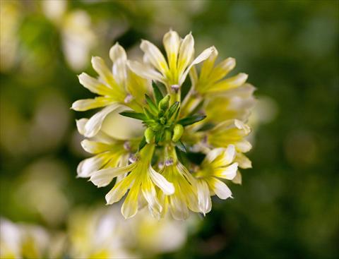 photo of flower to be used as: Pot, patio, basket Scaevola aemula Suntastic large