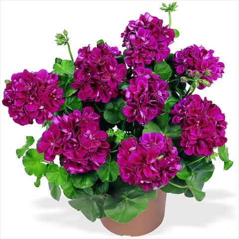 Foto fiore da  Vaso Pelargonium peltatum RED FOX Atlantic Burgundy