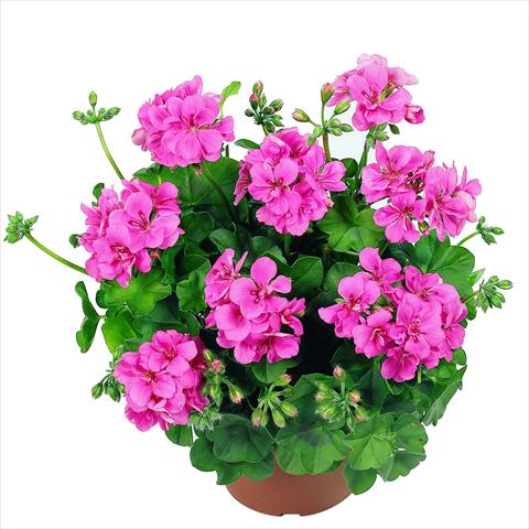 photo of flower to be used as: Pot Pelargonium peltatum RED FOX Atlantic Hot Pink